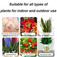👍[Recommended by plant experts]🌿Plant and Flower Activation Liquid Solution-（Hot Sale🔥Buy 2 Get 3 Free）