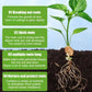 All-purpose Rooting Solution for All Plants（50% OFF）