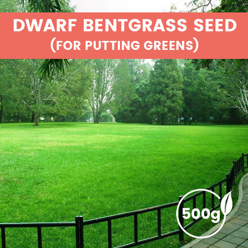 Grass Seeds for Lawn and Golf Course