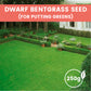 Grass Seeds for Lawn and Golf Course