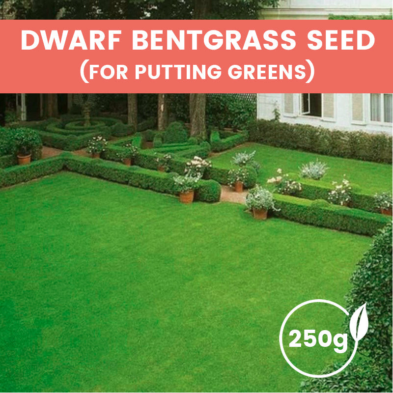 Grass Seeds for Lawn and Golf Course