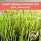 Grass Seeds for Lawn and Golf Course