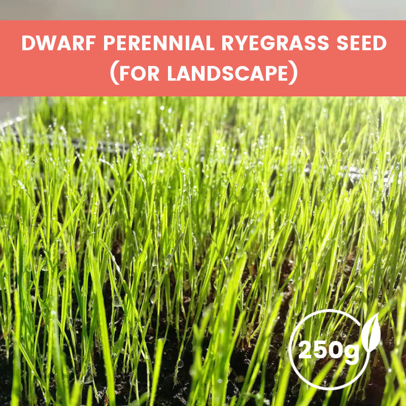Grass Seeds for Lawn and Golf Course
